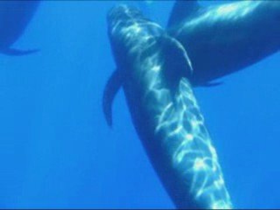 Best of Globicephales et dauphins