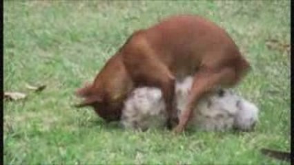 ma chienne en action