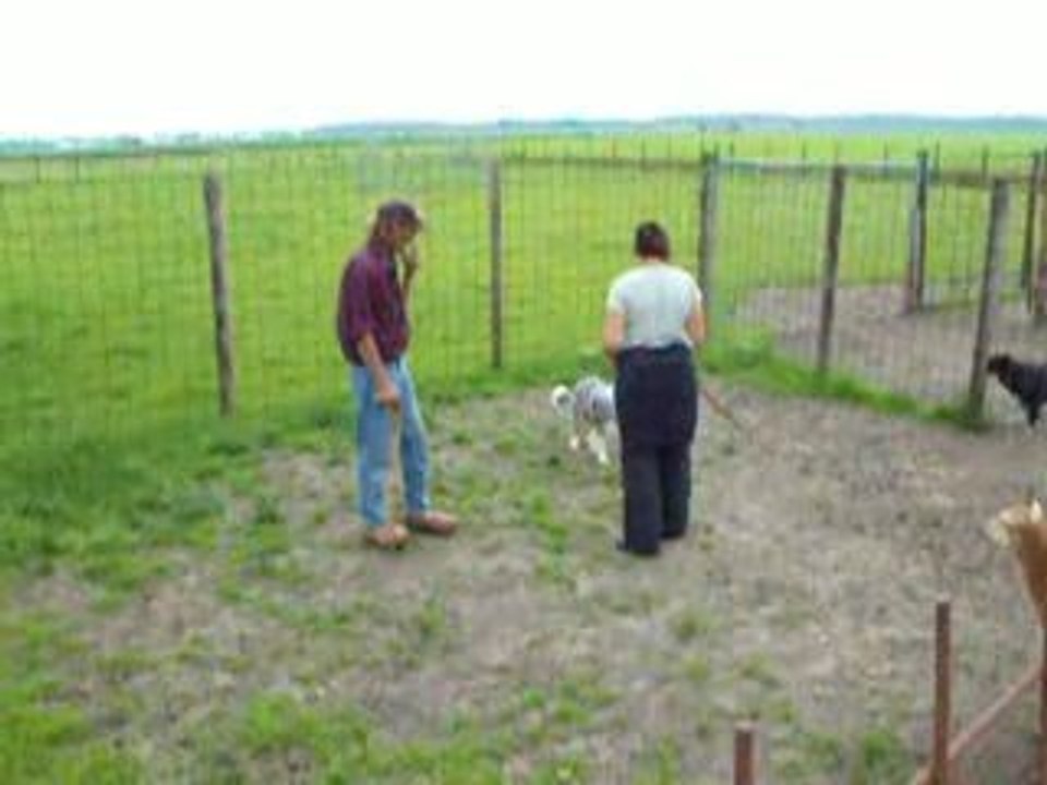 Coco au JJRanch 1