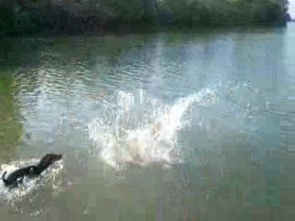 lance de chien 2eme
