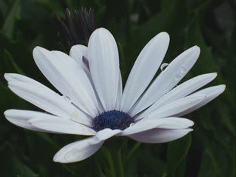 Papatyamm [YalıN-ki SEN]