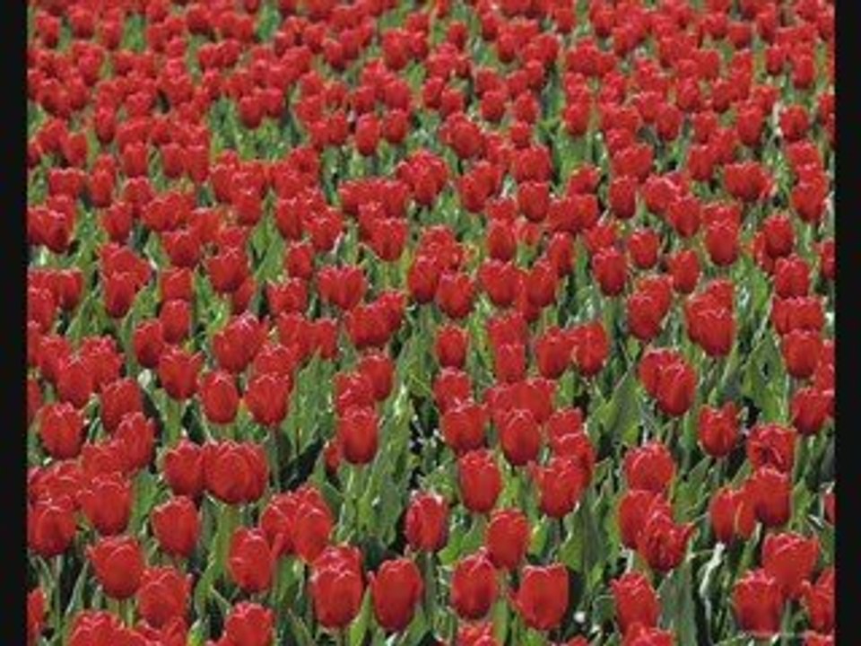 Yattığım Kaya (şiir)