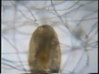 Życie w kropli wody