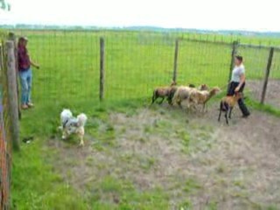 Coco au JJRanch 3