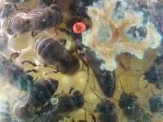 matka pszczela w otoczeniu swojej świty składa jajeczka