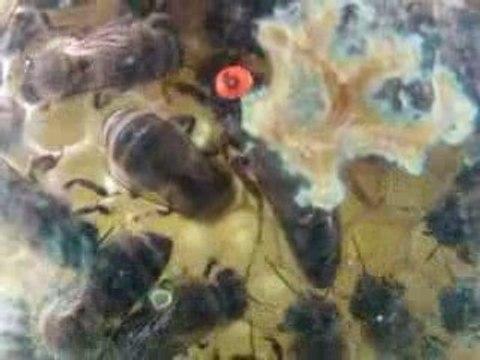 matka pszczela w otoczeniu swojej świty składa jajeczka