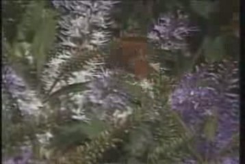 La Madrastra (Canal 13, Chile - 1981) Opening 2