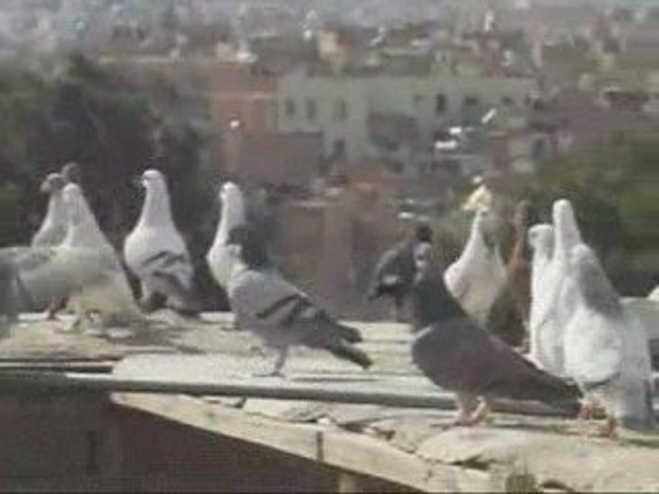 Fehmi ateş/ Şanlıurfa/ SEZON SONU  www.guvercinurfa.com