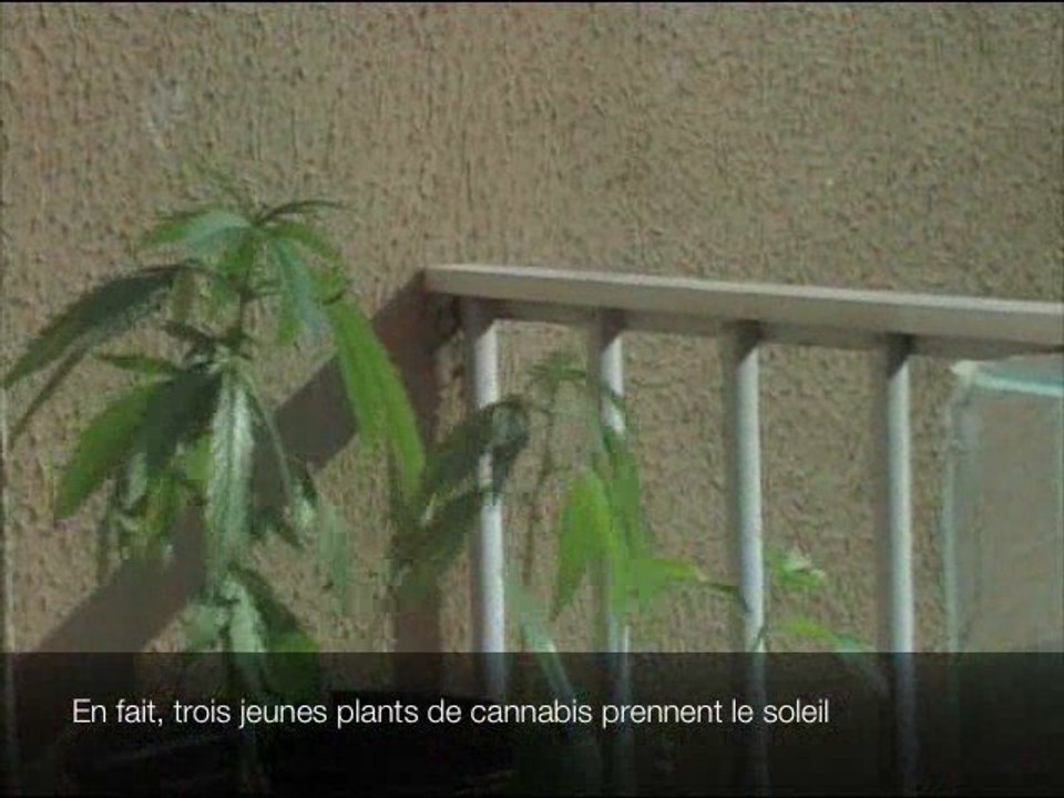 Oise : opération anti-drogue stups cannabis