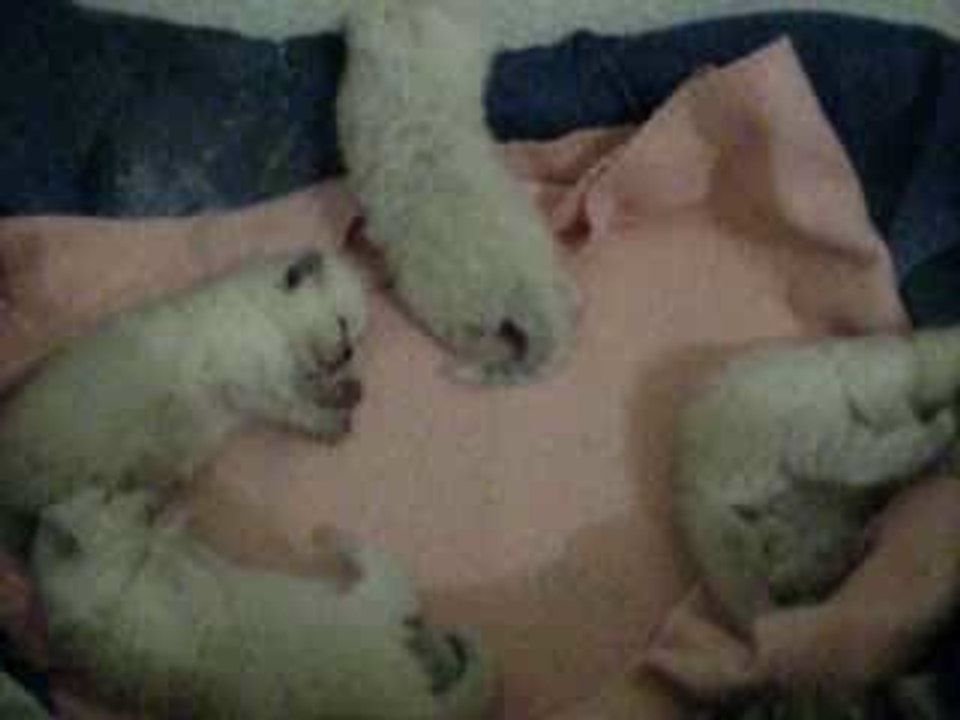 Chatons 2 semaines