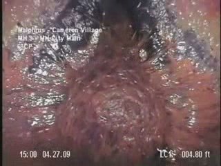 Unknown Lifeform in North Carolina Sewer!