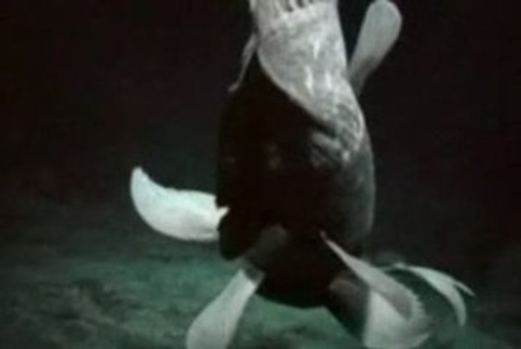 COELACANTH MÜKEMMEL BİR CANLI OLARAK DENİZLERDE YÜZÜYOR