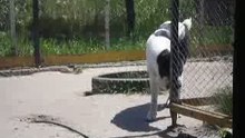 Сен Сао Тохмед и моя кошечка Кузя