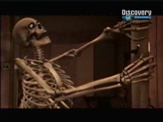 El esqueleto: los huesos