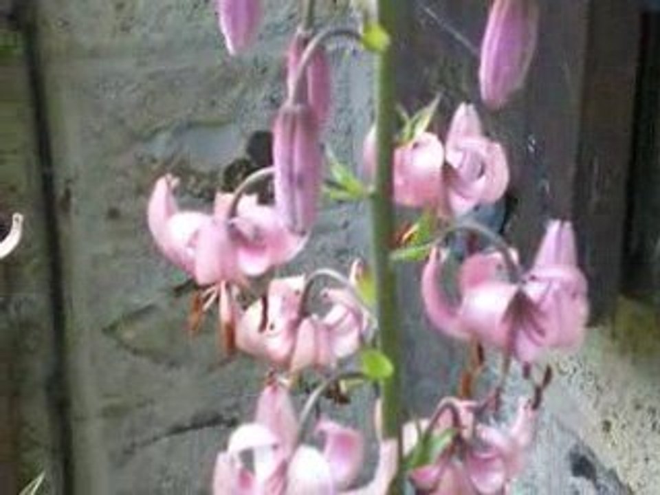 La Bourboule: Lilium Martagon