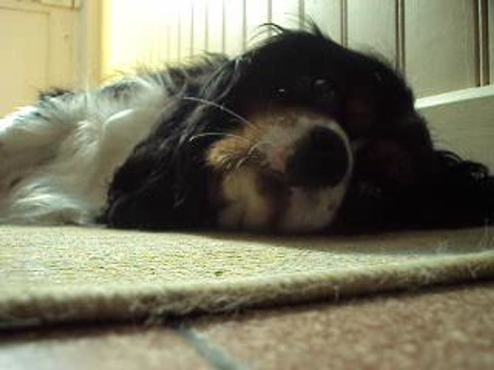 Chien qui pete Vidéo Dailymotion