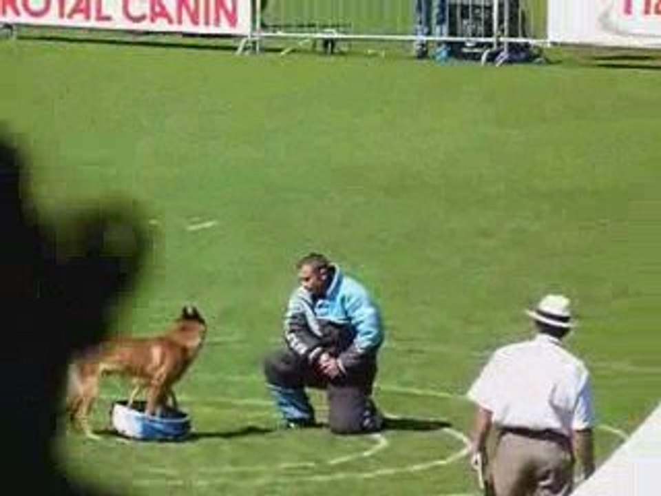 malinois finale ring 2009