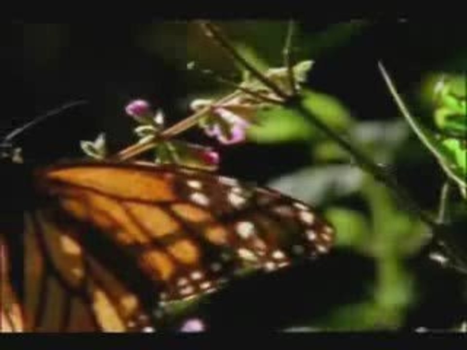 Minuée - Papillon