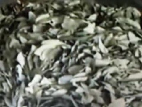 Evo Morales Legalizacion Hoja Coca Noticiero TeleSUR