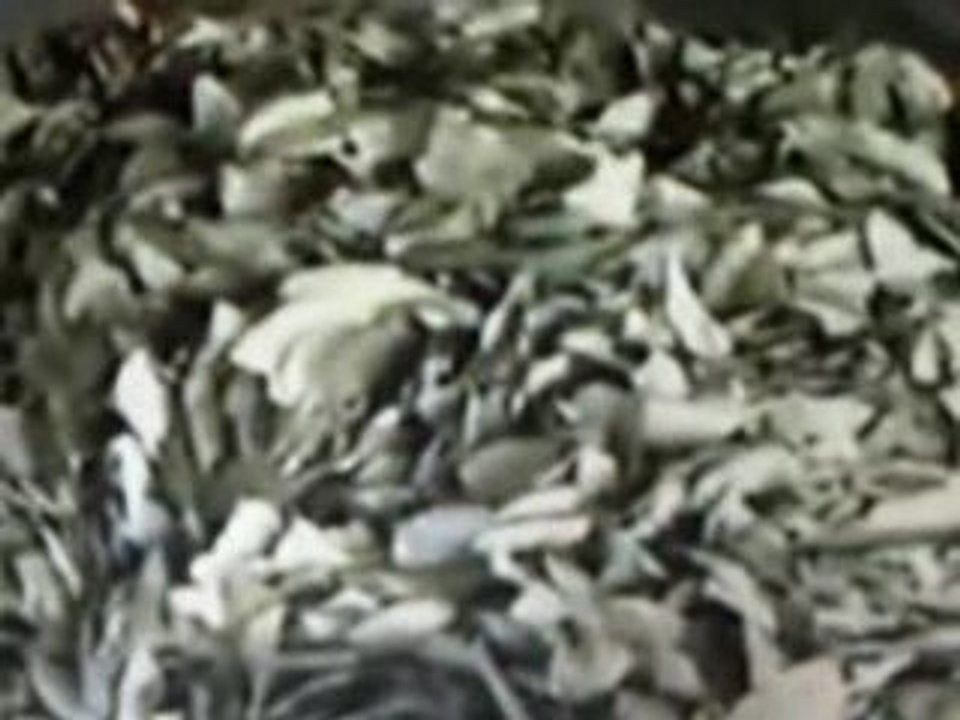 Evo Morales Legalizacion Hoja Coca Noticiero TeleSUR