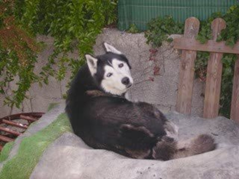 Les chiens De Laurent