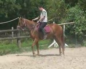 Shakira Deka: 3-Year-Old TF Mare 🐎