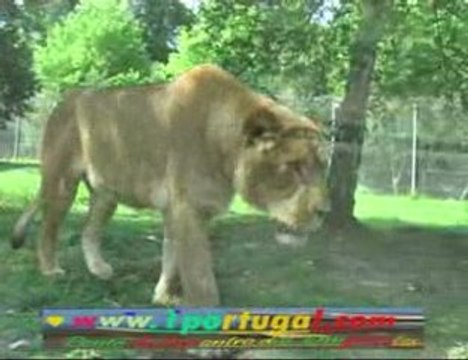 Animais selvagens Parque zoologico de Thoiry - 1