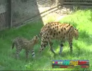 Parque zoologico em Thoiry - Junho 2009 -3