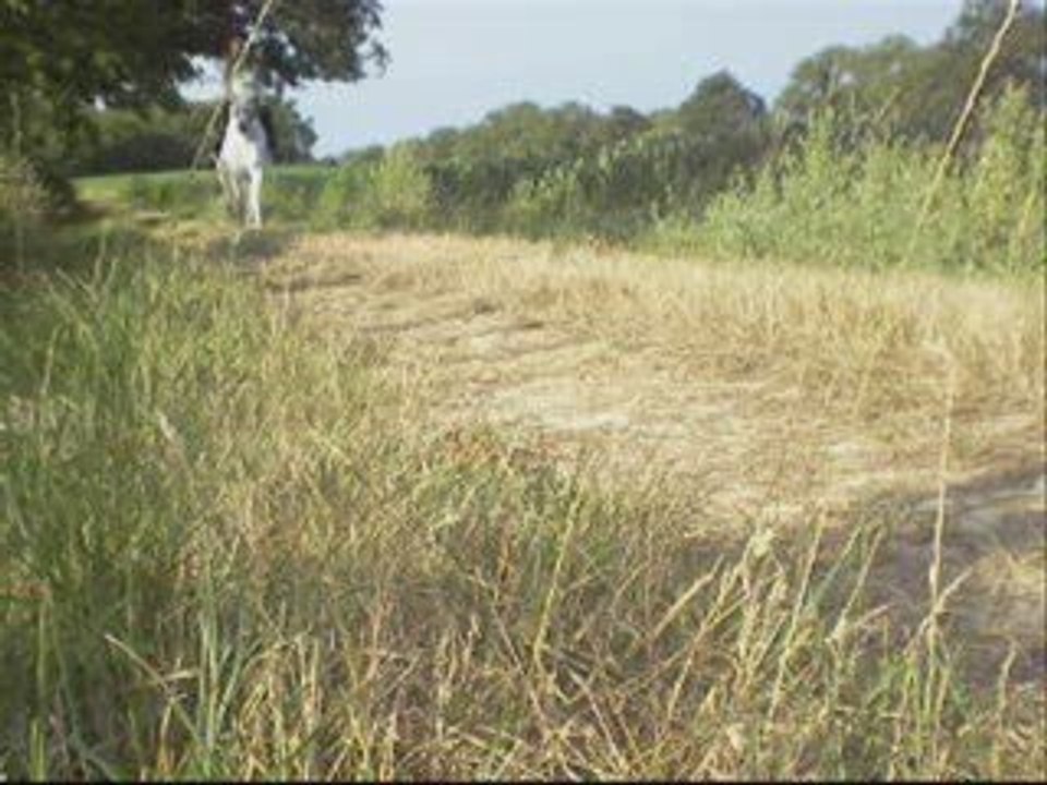 Océane galop sur l'herbe