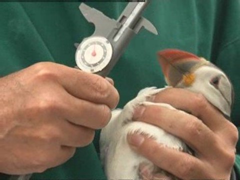 'Sat nav' to solve case of the disappearing puffins