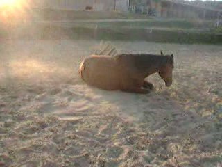 Roulade du jour - 1er juillet 2009