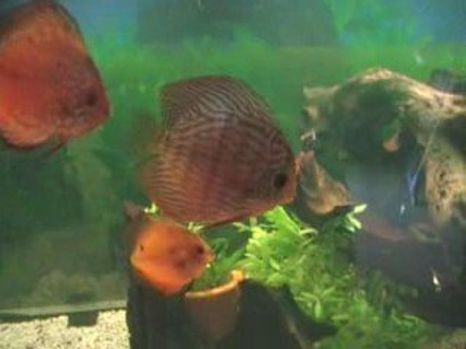 Discus 2