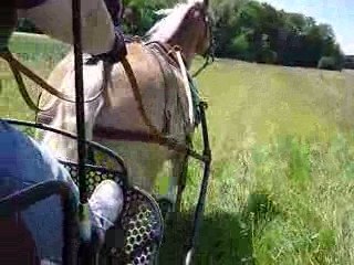 balade en attelage avec Lack