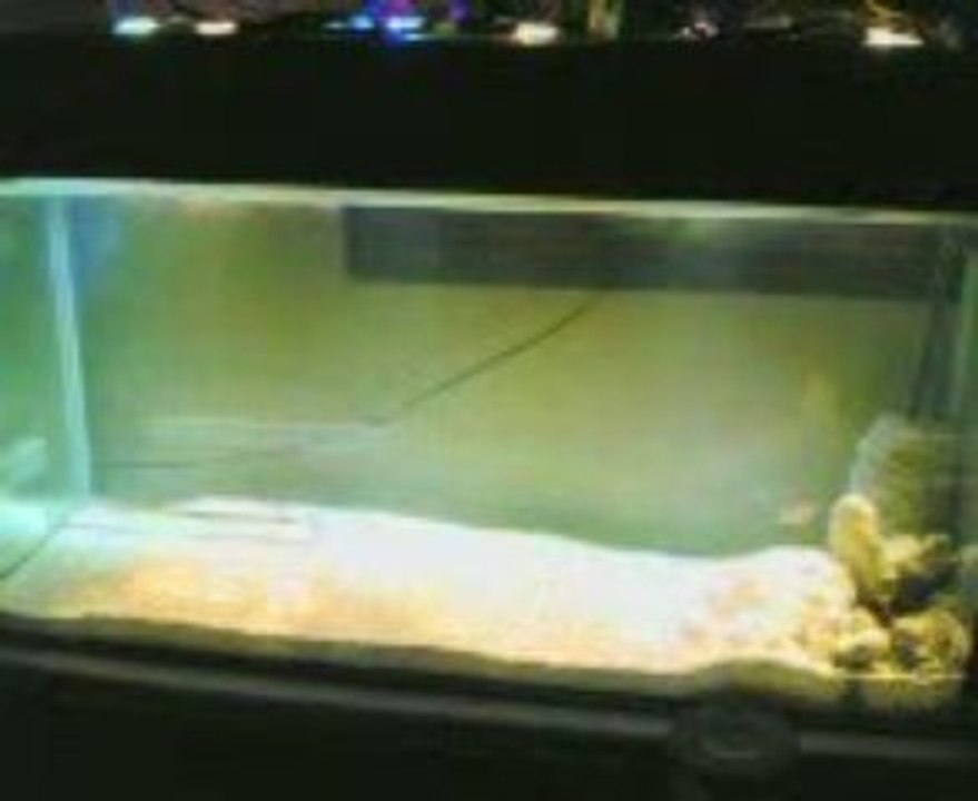 FO aqua 320L lumieres leds