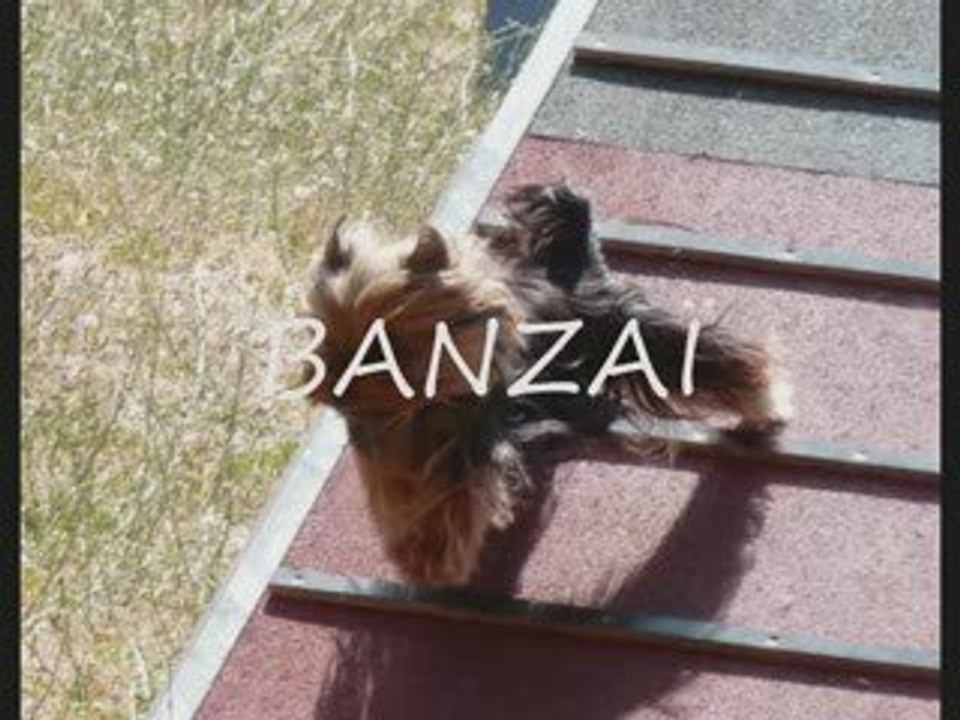 club canin valette fête 2009