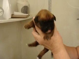 Femelle Boxer Fauve