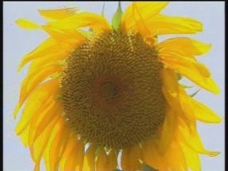 Il girasole piu' alto del mondo