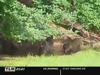 17/06/2008 - Une carte d'identité pour les louveteaux du parc de Courzieu