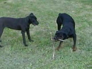 Bandit Rottweiller Aubervilliers - 3