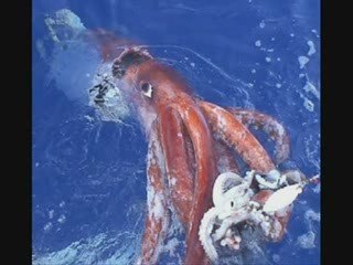 Des animaux marin vraiment enorme truc de fou