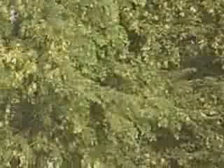 Dargah Noor Pur Sharif Gambat khora