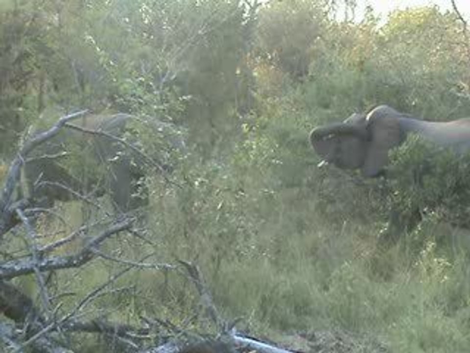 baston d'éléphantos