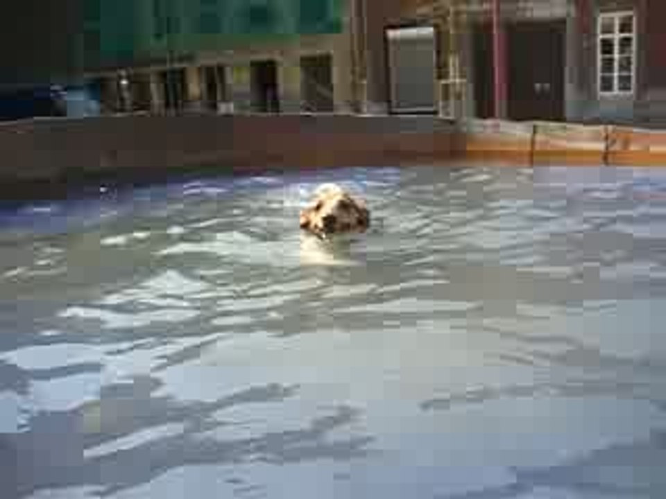 lyrco dans la fontaine a Liege