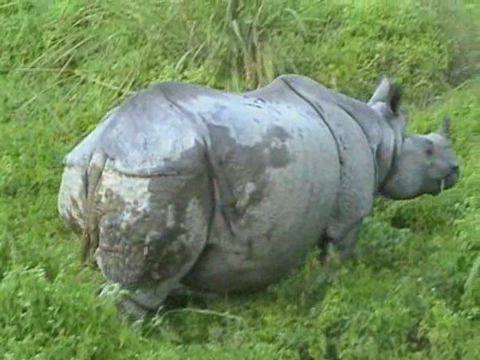 Nepal. Chitwan Park.