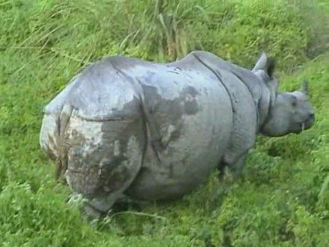 Nepal. Chitwan Park.