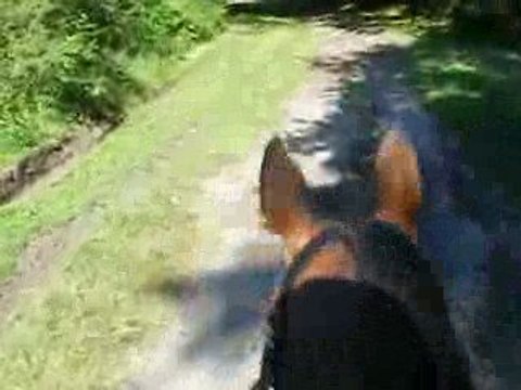 Petite balade avec mon coeur , Romane & son Boudin