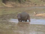 hippopotames brayards