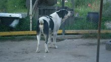 Сен Сао Тохмед,быт