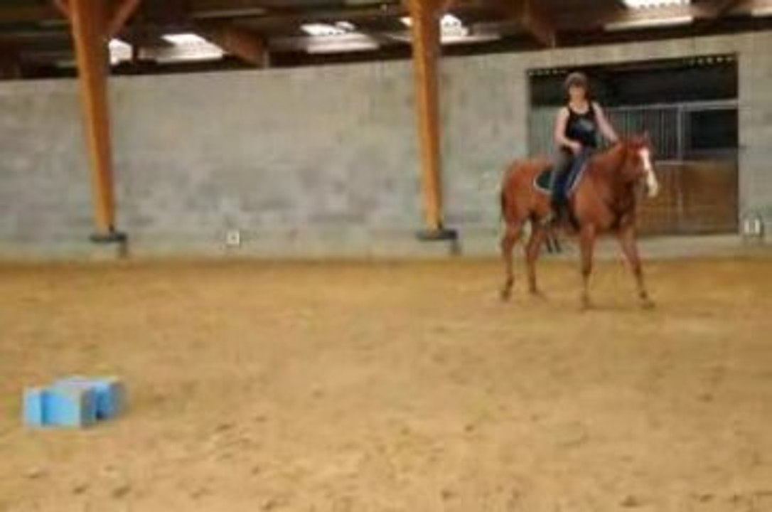 Peppermint- Dressage monté en licol