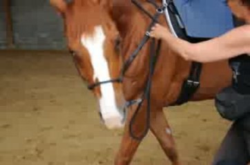 Peppermint-Dressage à pied (suite 2)